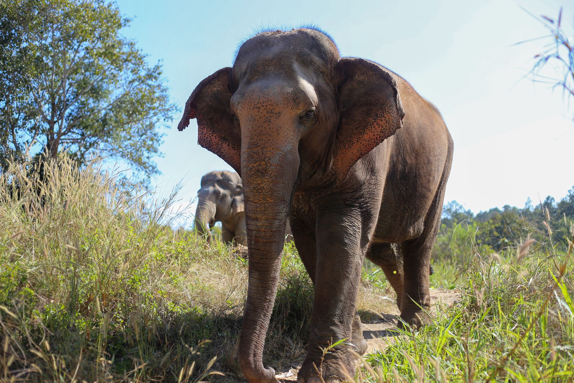 A Day at an Ethical Elephant Sanctuary
