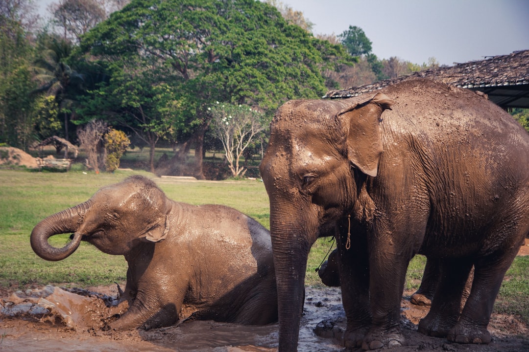 Ethical sanctuaries like Elephant Jungle Sanctuary near Kathu skip riding entirely, building the visit around feeding and a shallow mud bath instead.