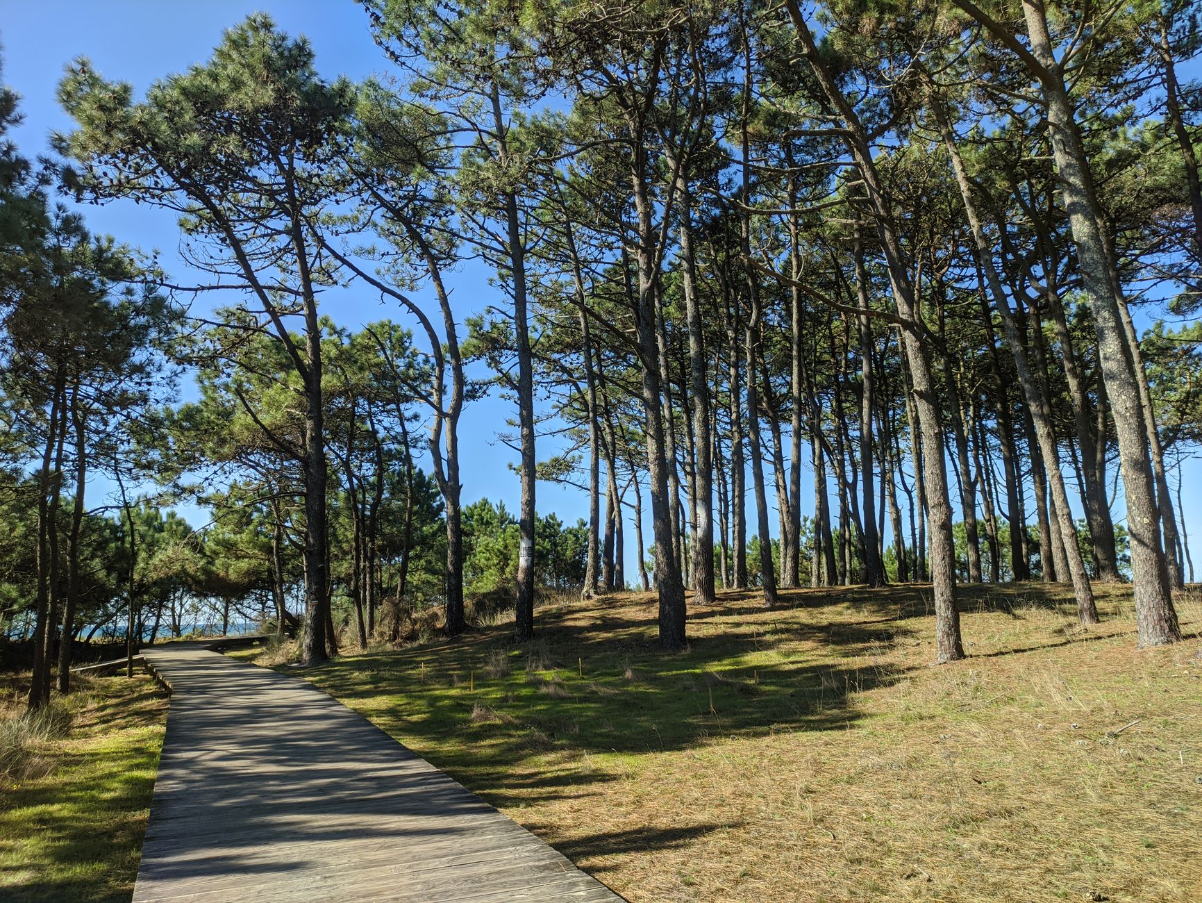 Portomarín to Palas de Rei — Eucalyptus, Oak, and the First Real Ache