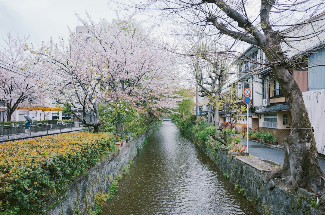 Fallen petals collecting on the surface of the canal along the Philosopher's Path near Ginkaku-ji.