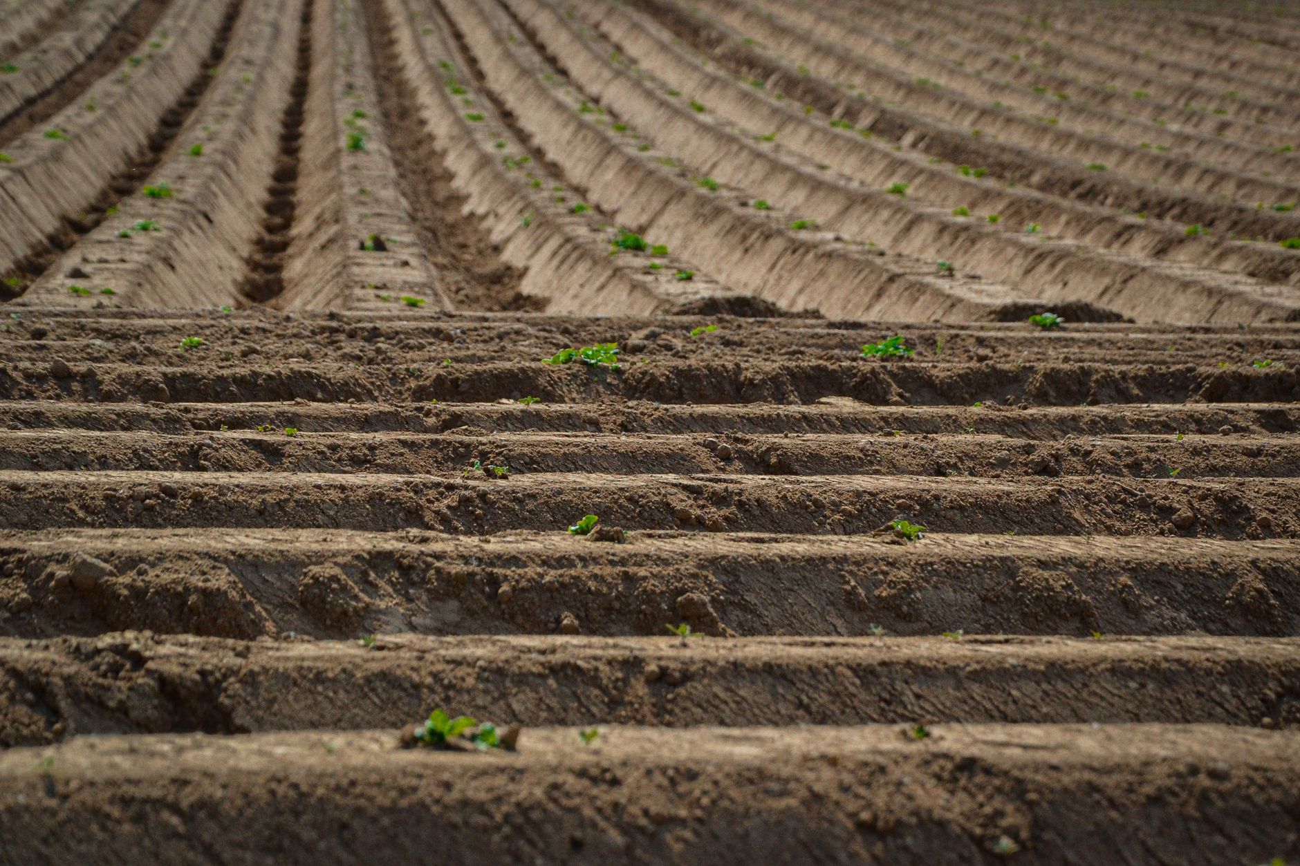 Furano's famous flower fields are still bare earth in early May, weeks before the summer patchwork begins.