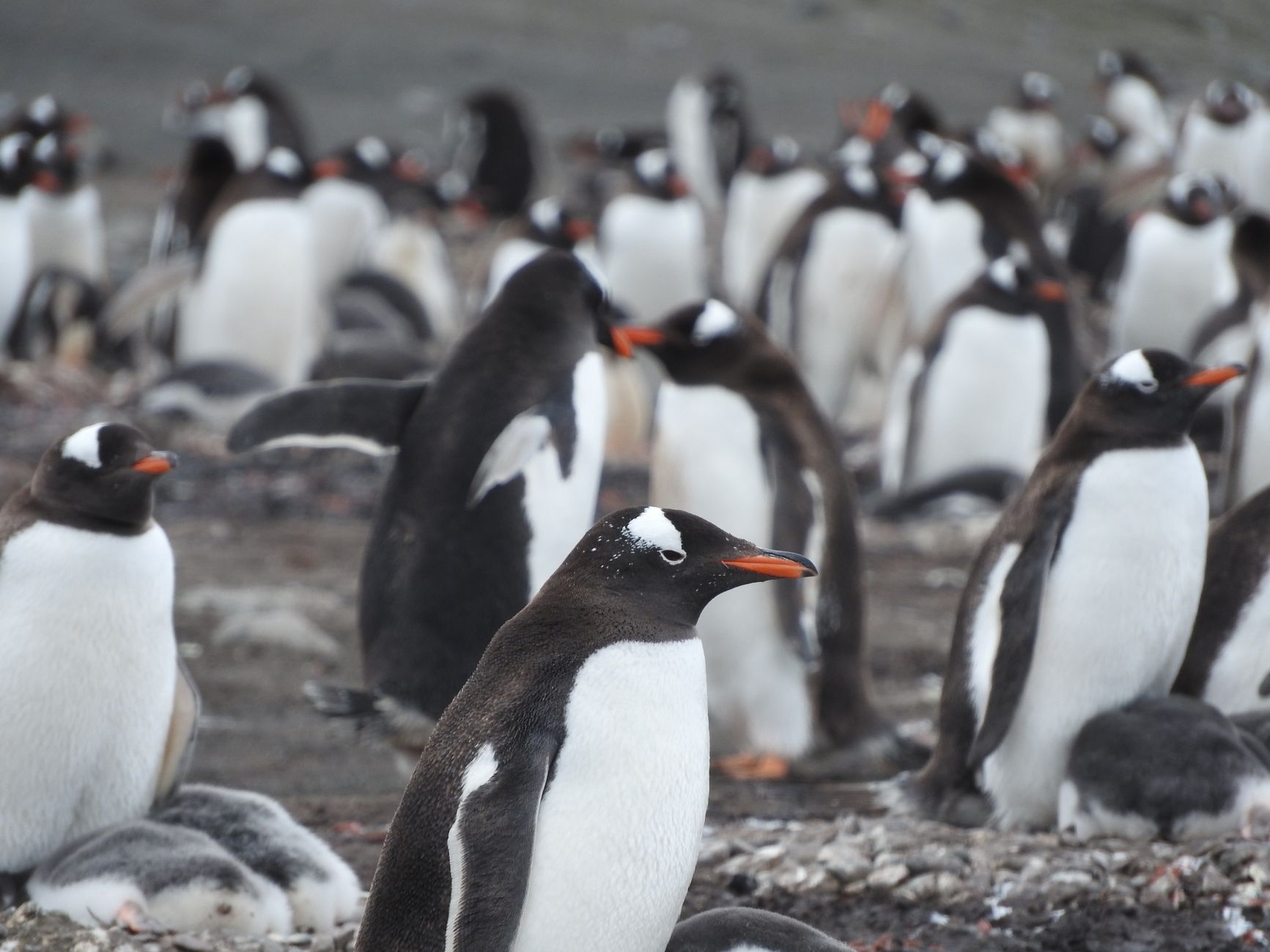 Gentoo penguins nesting on the rocky slopes of Cuverville Island, a frequent landing site for ships transiting the Channel.