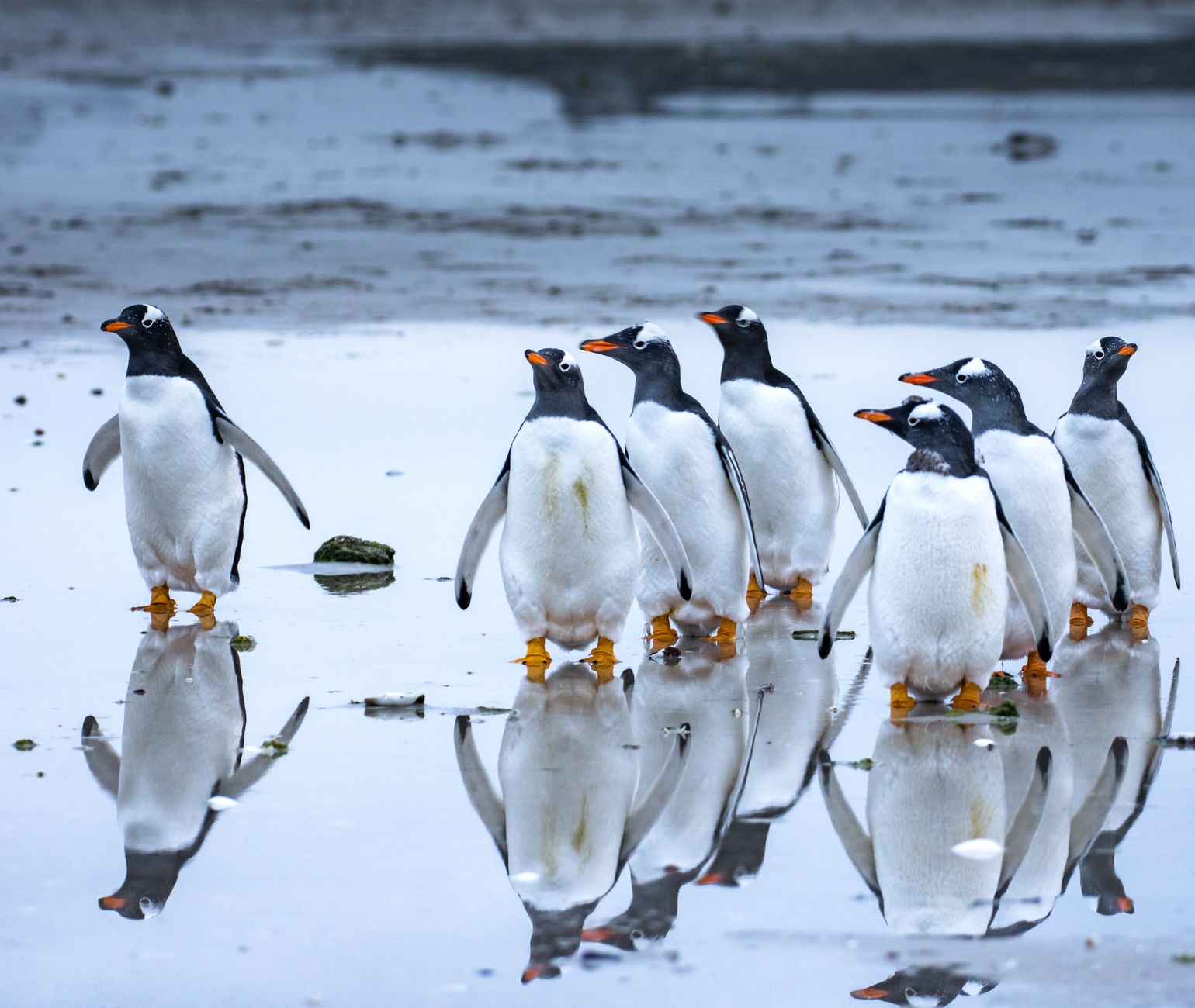 Land: South Shetland Islands and the First Zodiac Landing