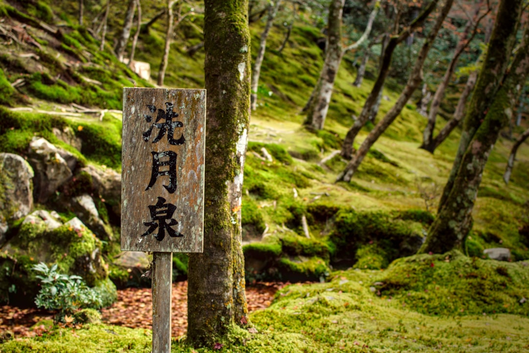 The Morning Kinkaku-ji Wore Snow