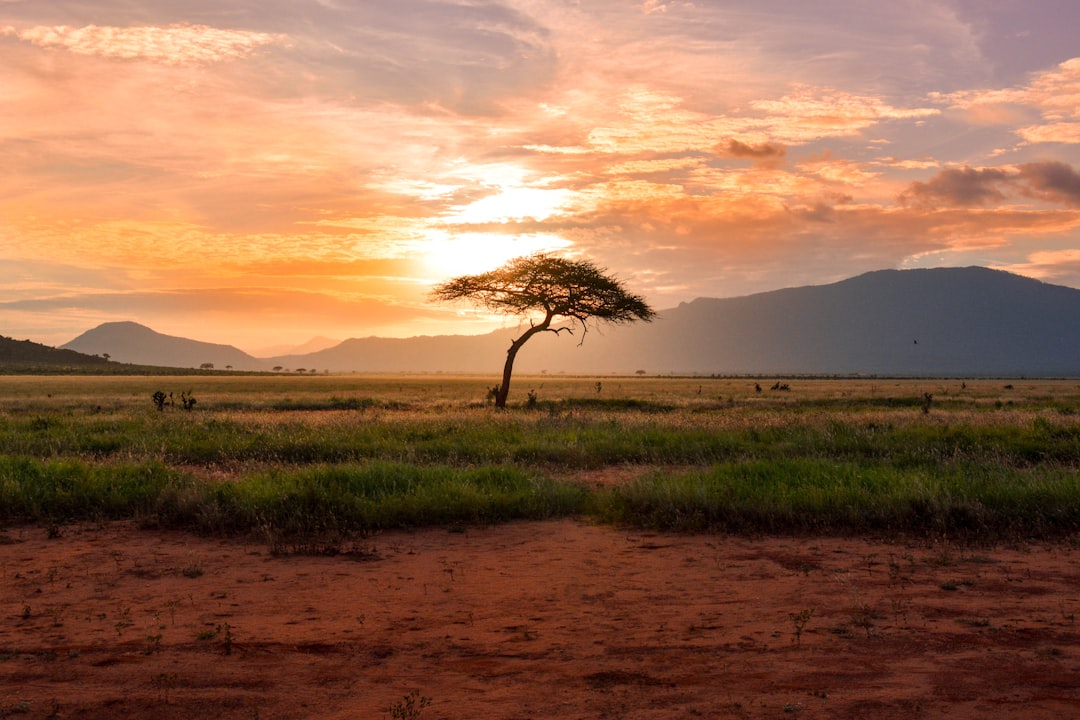 Golden savannah landscape of Lewa Wildlife Conservancy in northern Kenya at sunrise