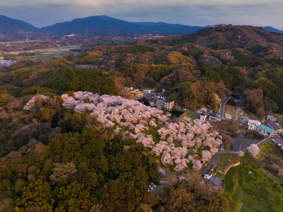 Goryokaku, Hakodate's star-shaped former fort, is ringed with roughly 1,600 cherry trees that typically peak in the last week of April.