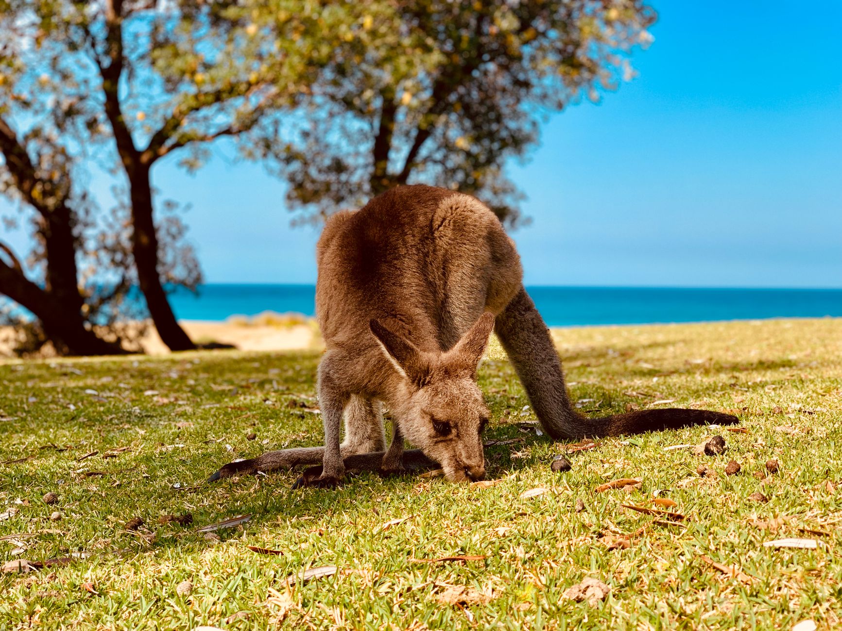 Grey kangaroos grazing a river flat in the cool of early morning.