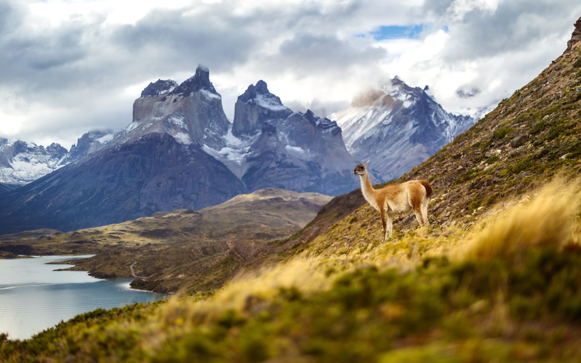 Guanacos, Condors, and a Slow Drive Out