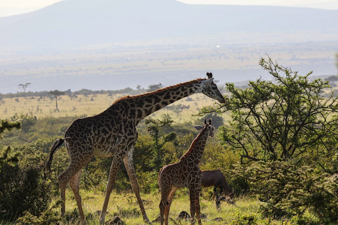 Bush Walks with Maasai Warriors in Naboisho Conservancy