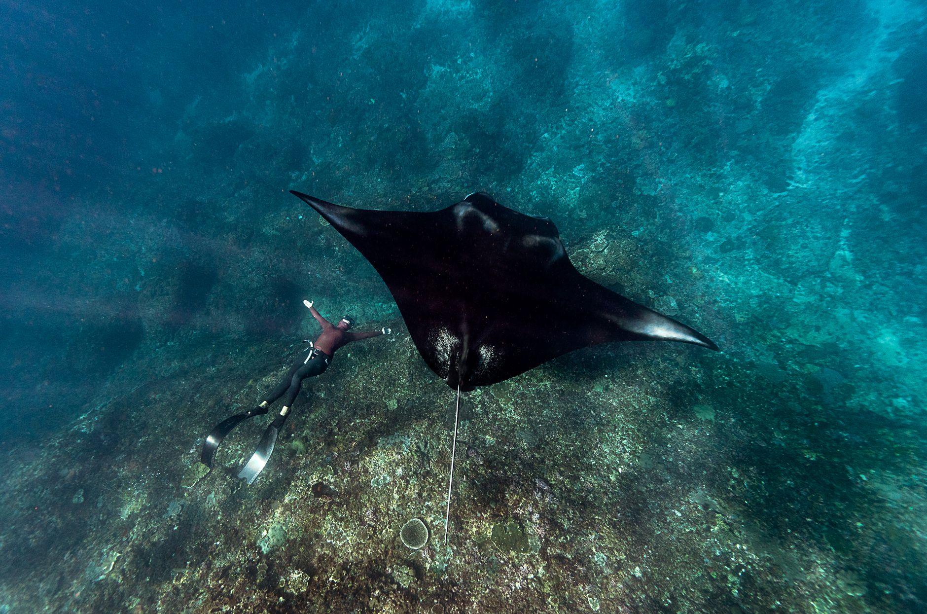 Snorkel Hanifaru Bay Marine Protected Area