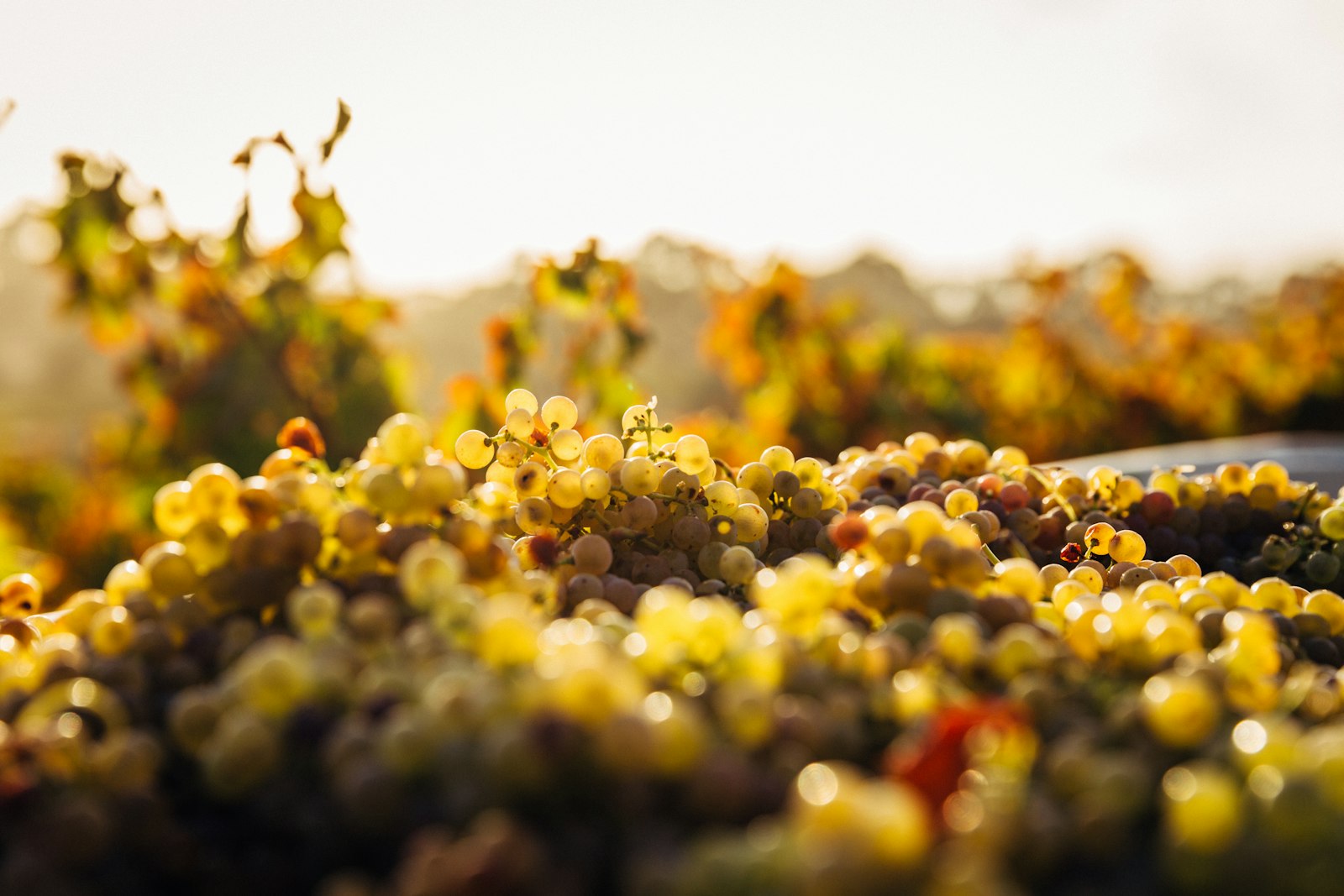 Harvest activity in a Barossa vineyard during the late-summer to early-autumn crush.