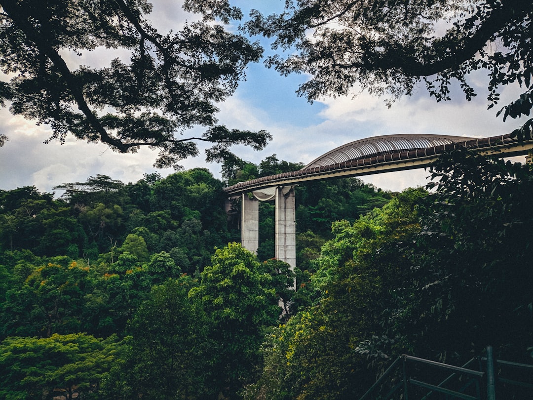 Henderson Waves' curved timber slats along the Southern Ridges trail.