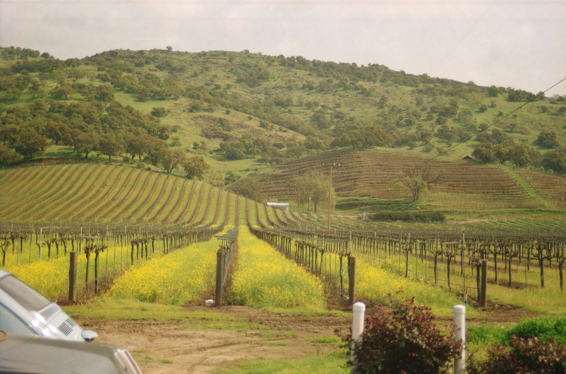 Hillside vineyard estate overlooking St. Helena in Napa Valley during spring