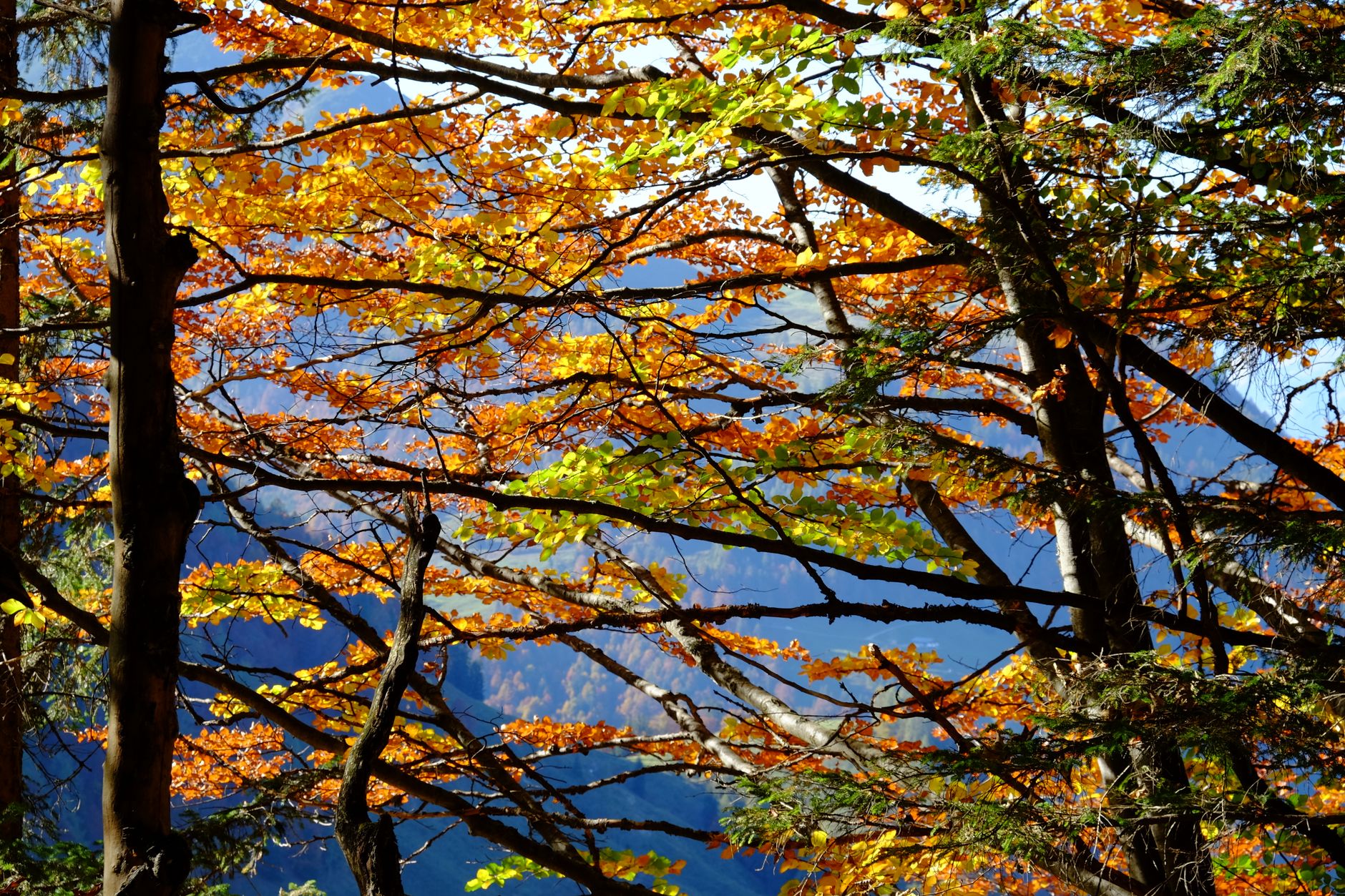 Hollyford Valley beech forest turning gold in March and early April