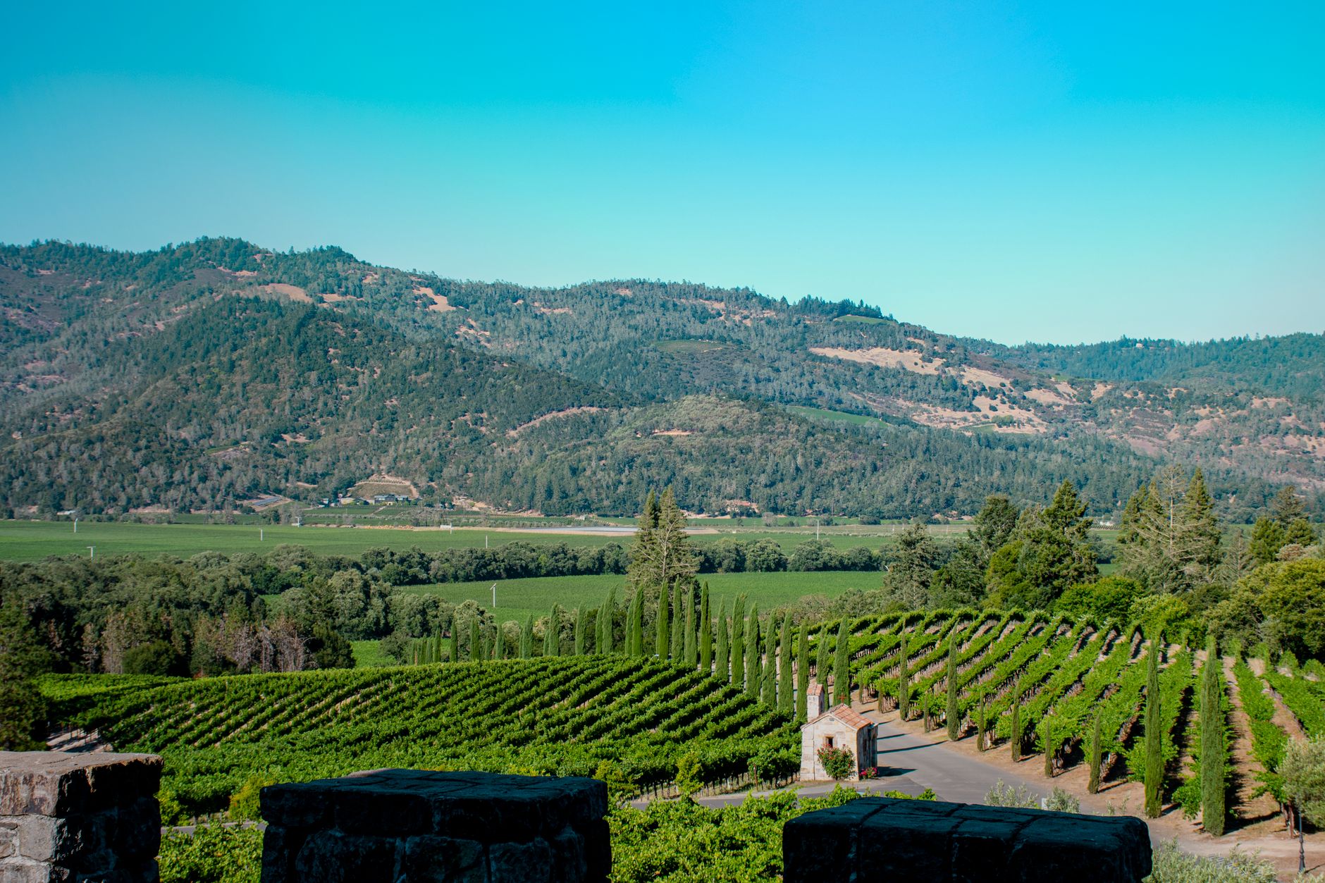 Howell Mountain vineyards often sit clear of the morning fog that lingers over St. Helena's valley floor.