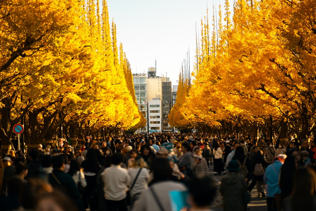 Ginkgo Gold on Icho Namiki Avenue