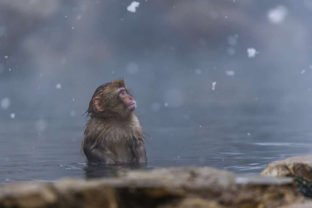 Jigokudani Monkey Park and Shibu Onsen, Nagano Prefecture