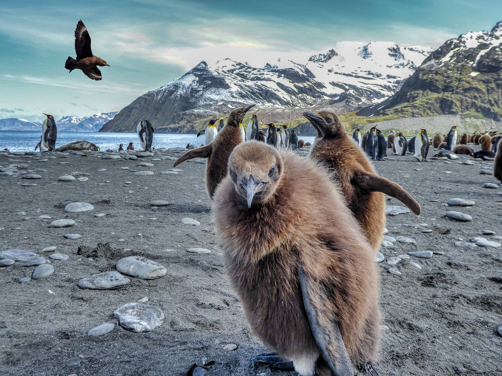 South Georgia — St Andrews Bay & Grytviken