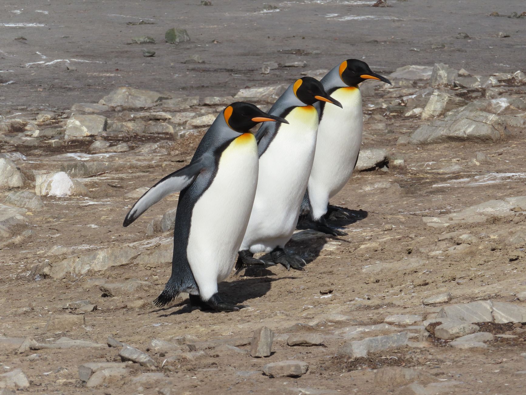 King penguins at Volunteer Point, Falkland Islands, one of the more accessible colonies in the South Atlantic.