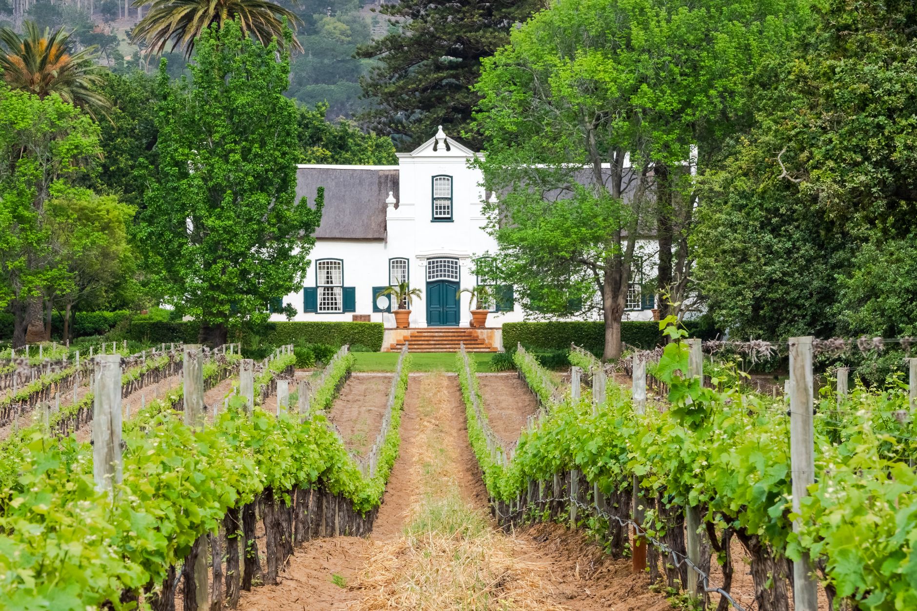 Lanzerac's whitewashed gables date to a manor house built on the property in the late 17th century.