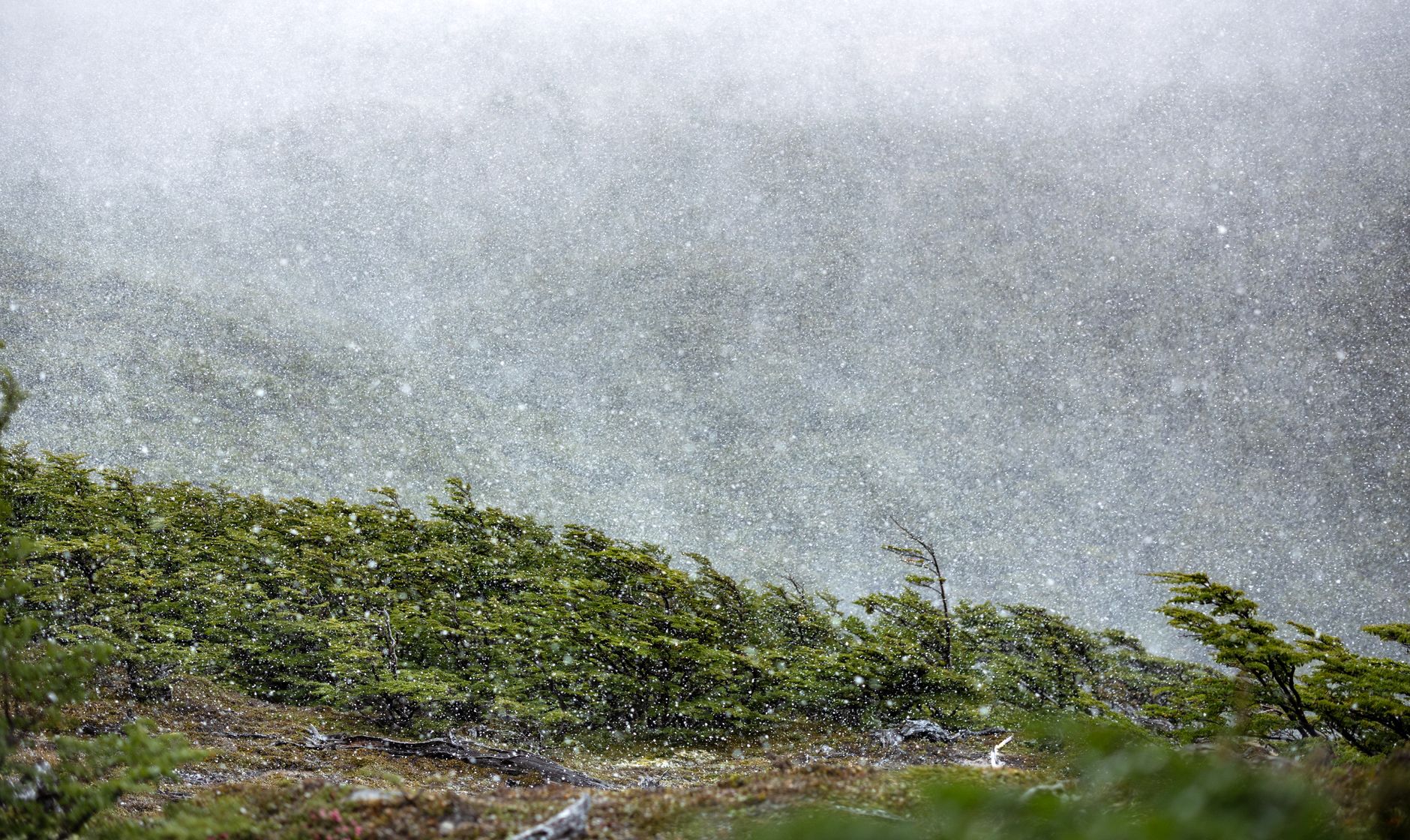 Lenga forest along the Grey Glacier trail bends permanently in one direction from years of Patagonian wind.