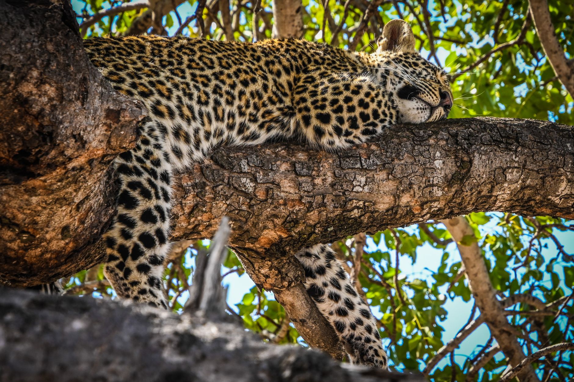 Leopard in a tree in Sabi Sands Game Reserve, South Africa