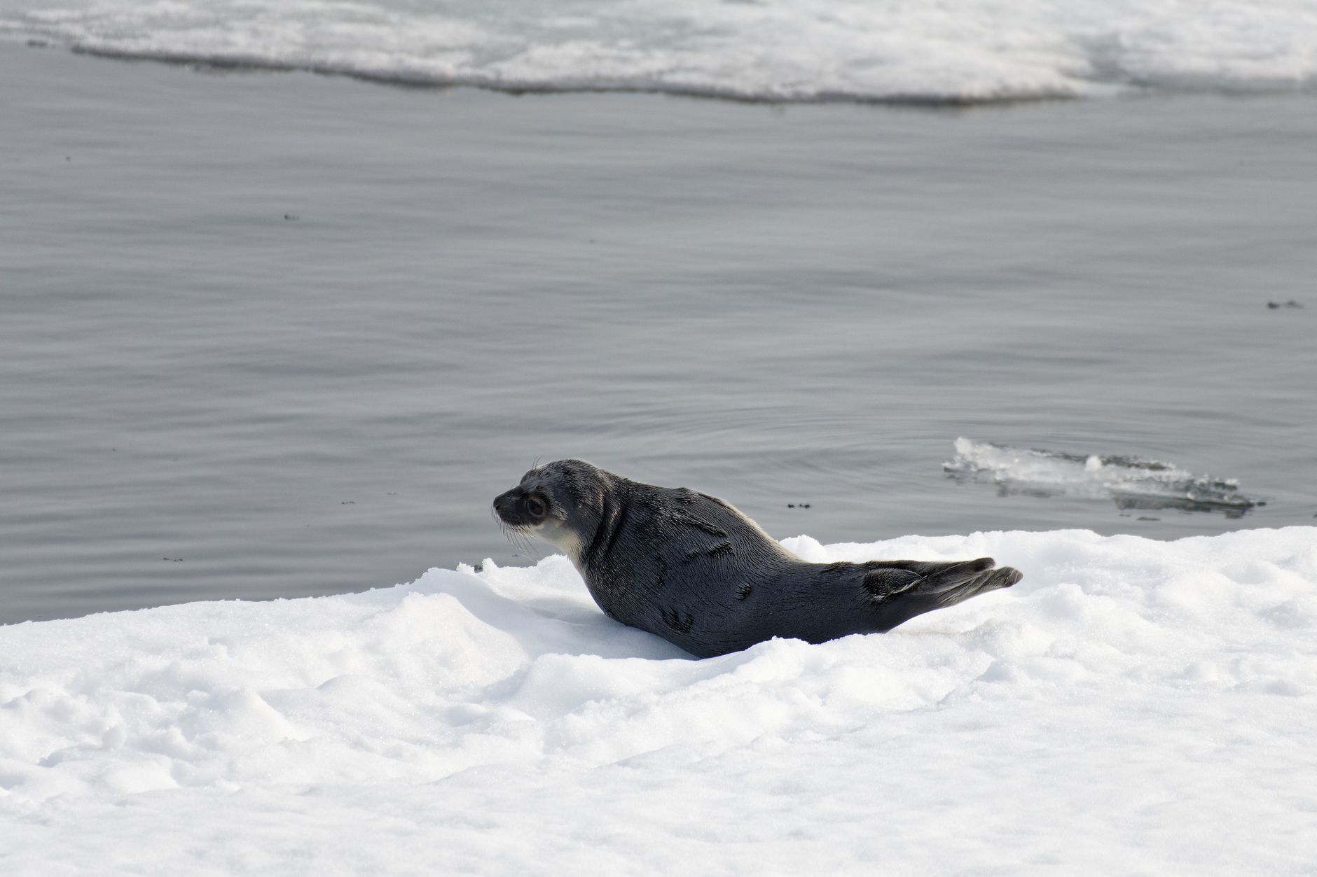 Deeper Into the Cove: A Leopard Seal, a Calving Face, and the Long Silence After
