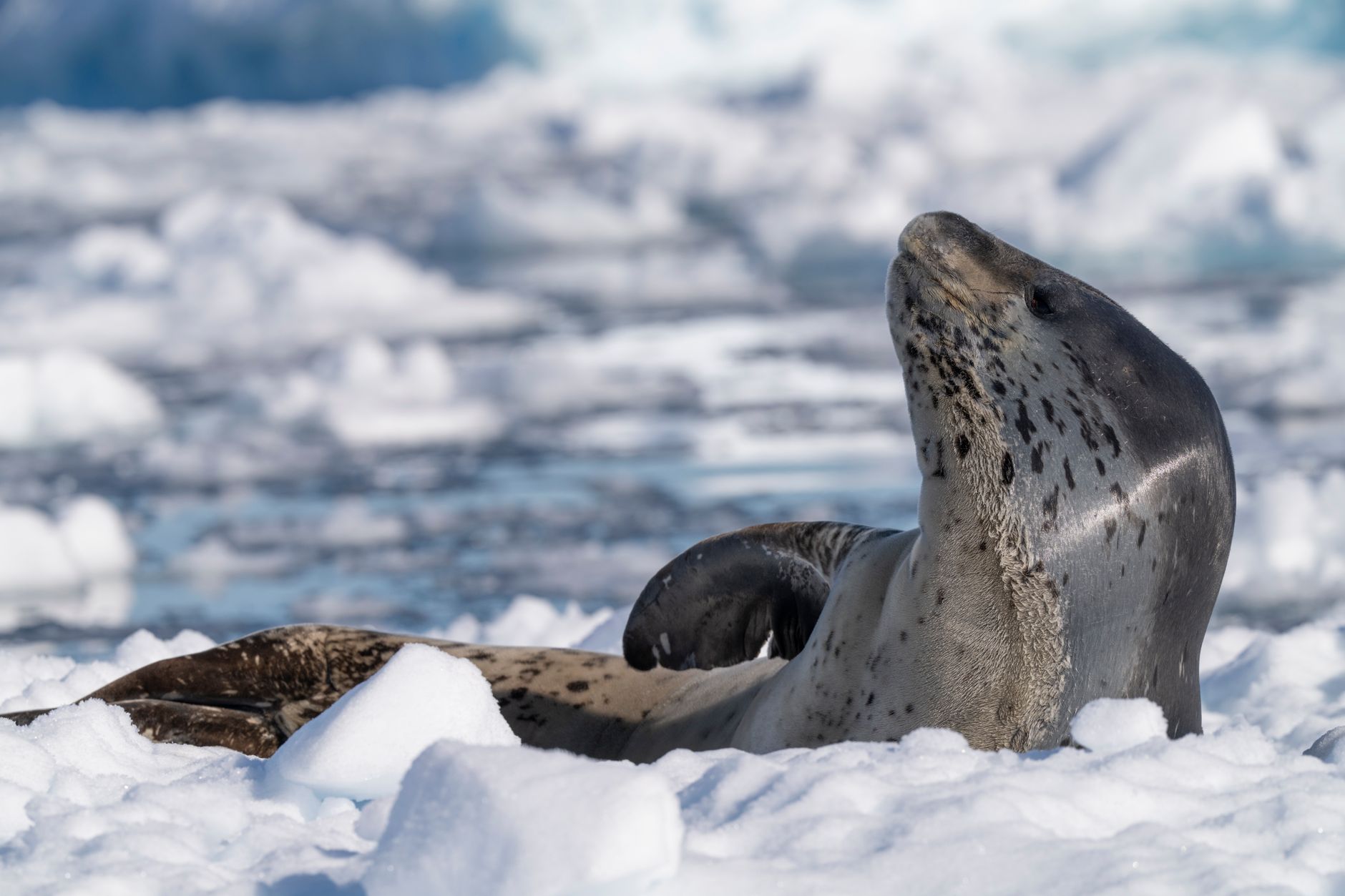 The Leopard Seal on the Ice Floe, and the Paddle That Got Cancelled
