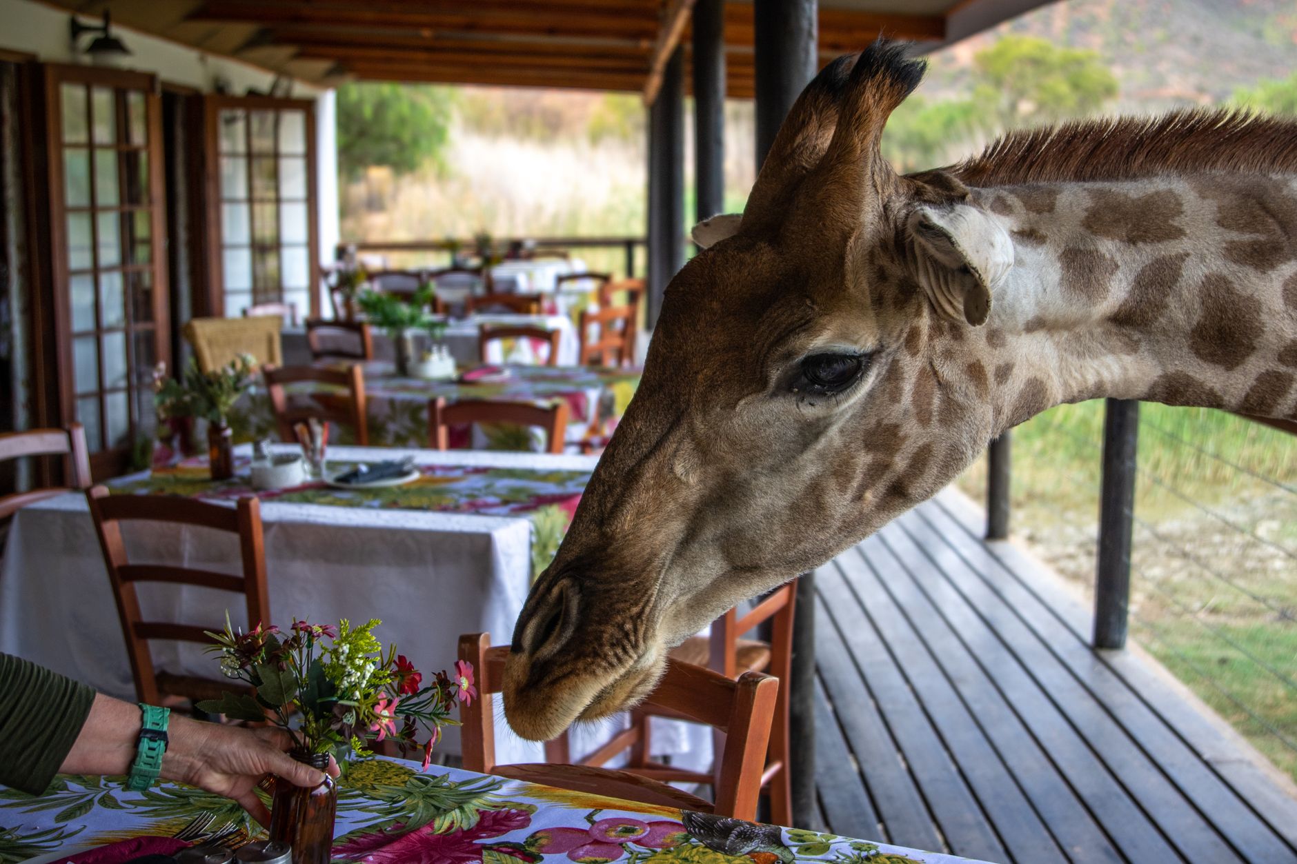Lewa House's open-sided veranda, often set up for wedding receptions and rehearsal dinners.