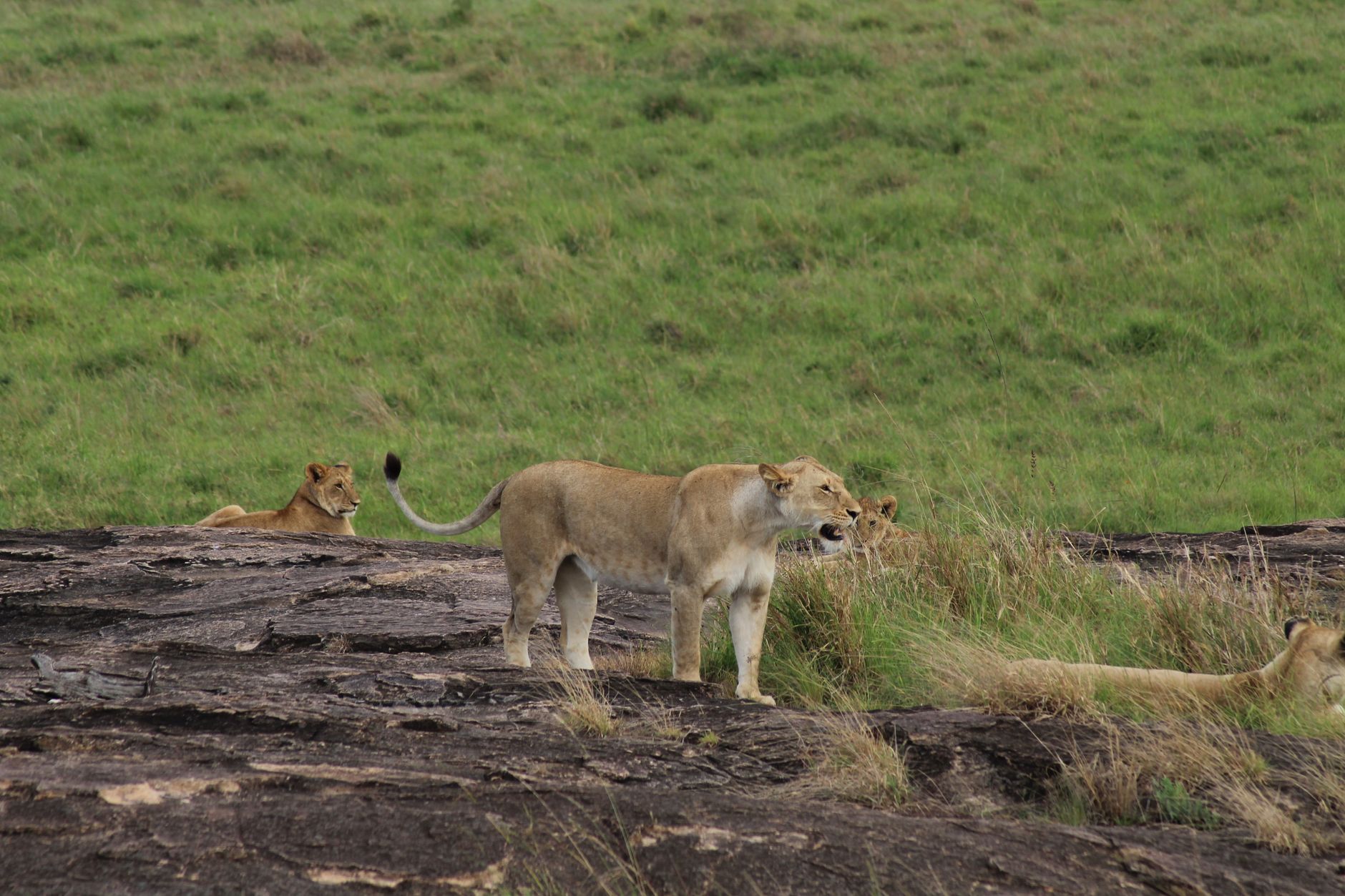 Predator Tracking in the Mara Triangle