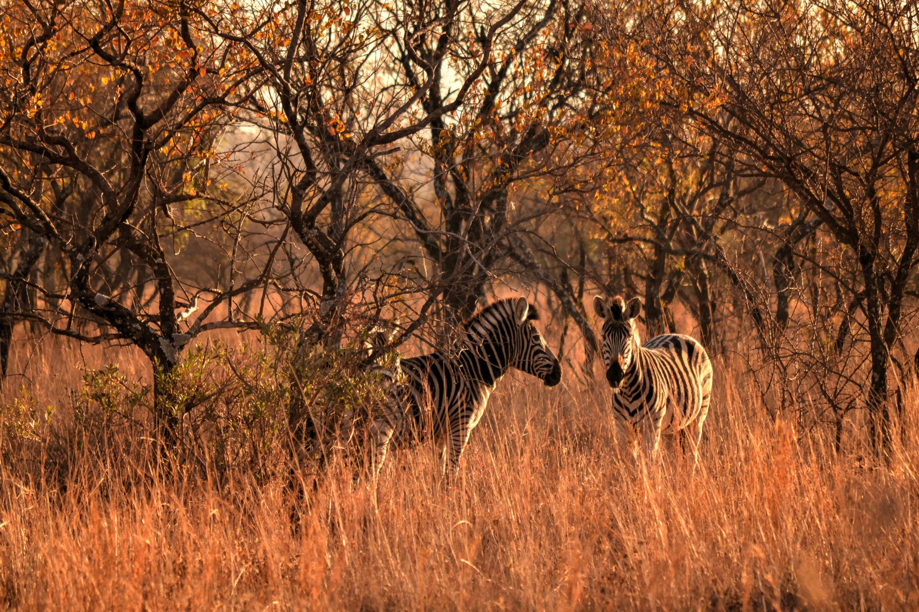 Arrival at Londolozi and a First Winter Sunset Drive