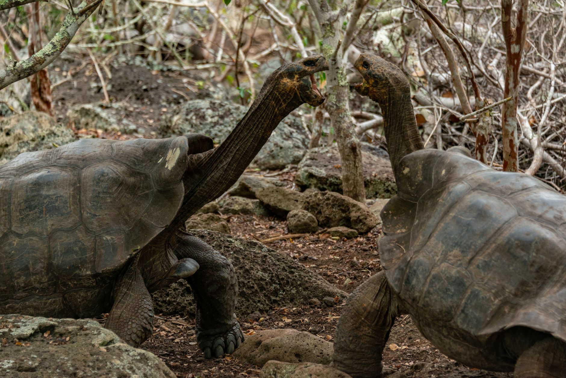 Giant Tortoises and Twin Sinkholes in the Santa Cruz Highlands