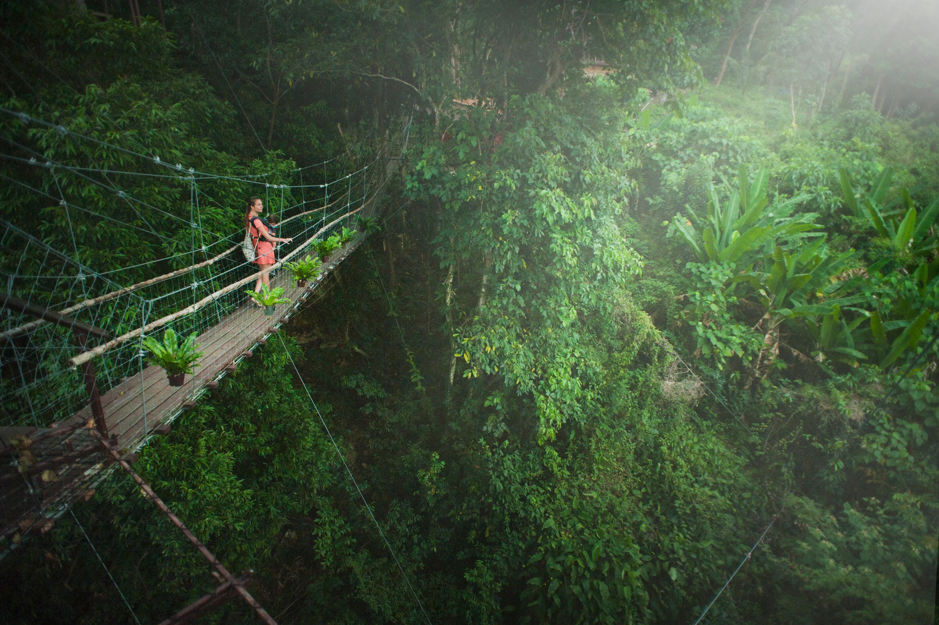 Into the Rainforest: MacRitchie Reservoir Before the Storms Roll In