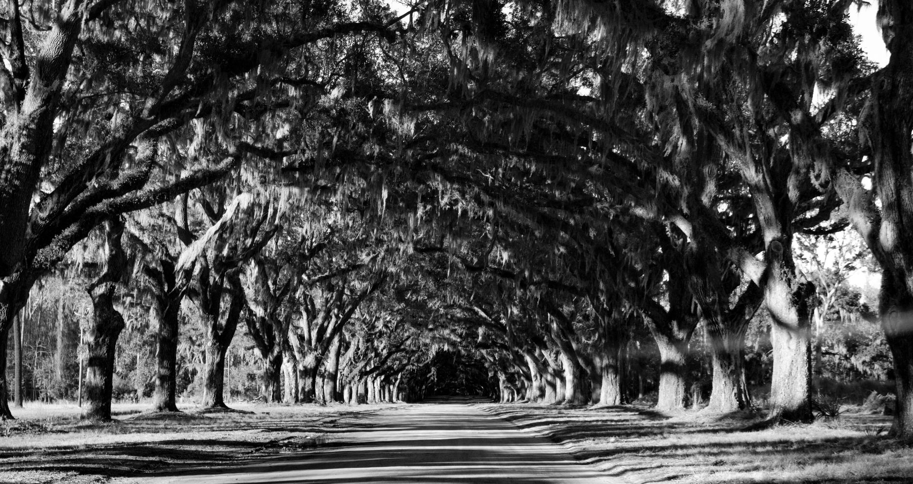 Lowcountry Roots: Plantations, Oaks, and Gullah Culture