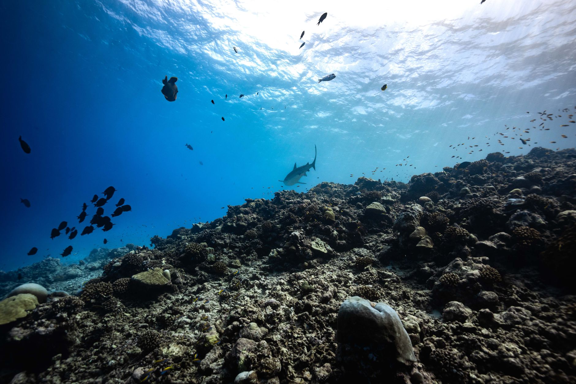 Reef Exploration and Sandbank Picnic
