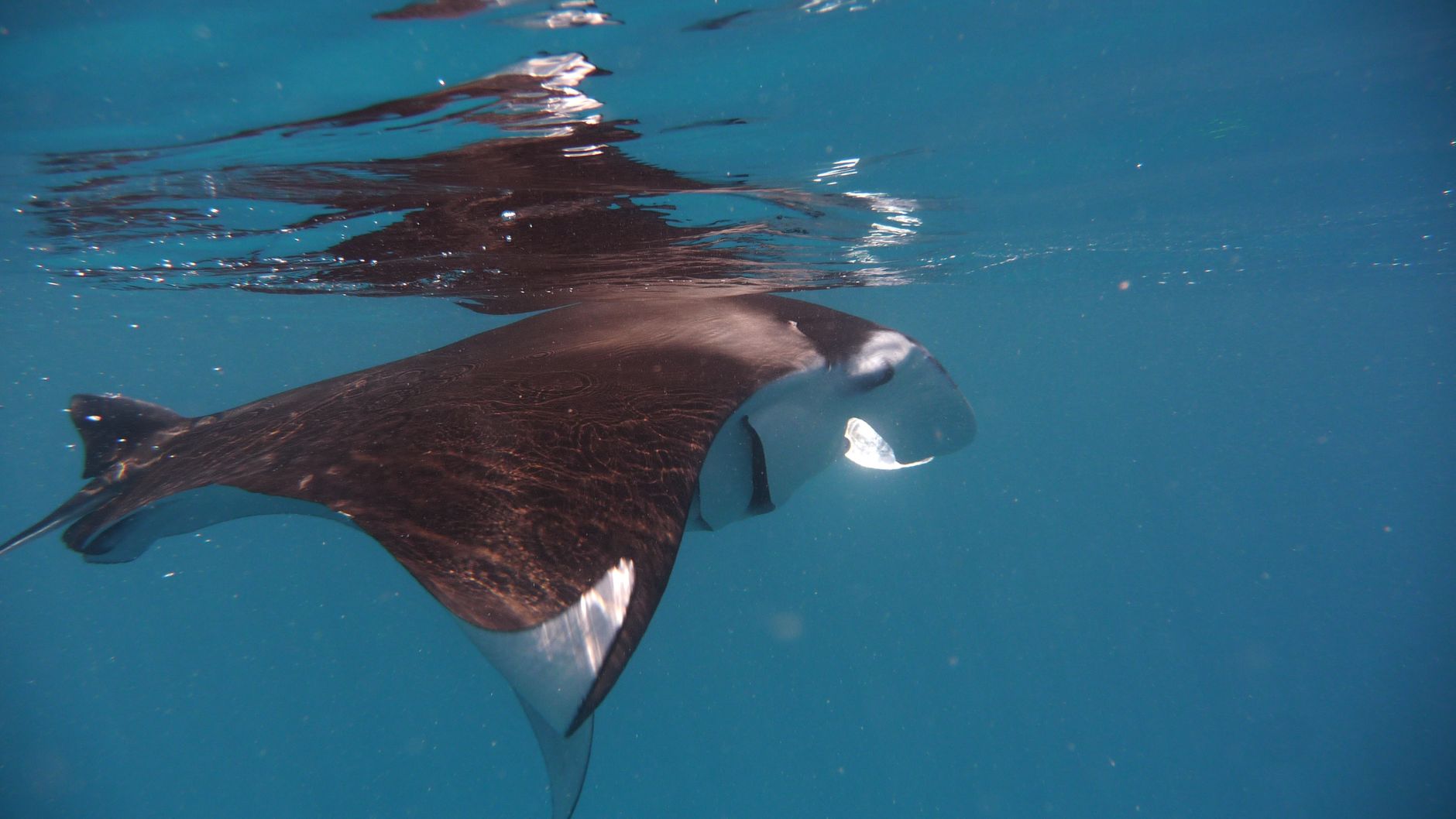 Snorkeling Hanifaru Bay, With Honest Timing Caveats