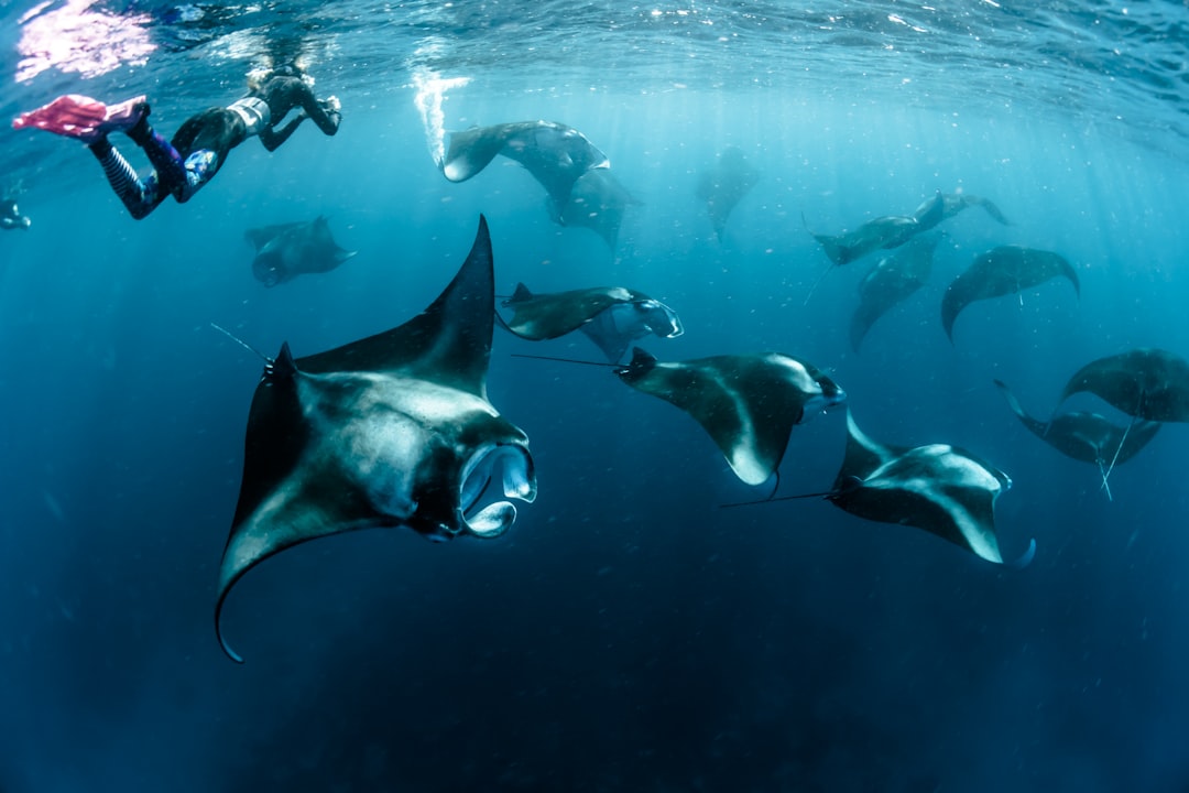 Join the Manta Trust at Four Seasons Landaa Giraavaru
