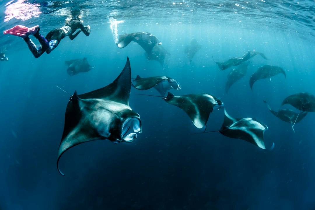 Snorkeling or Diving With Manta Rays in South Ari Atoll