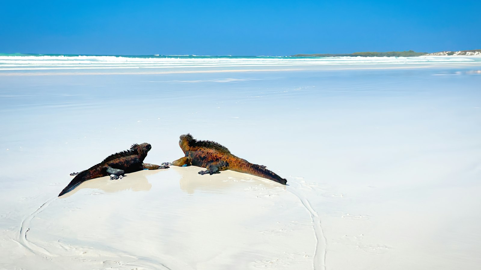 Marine iguanas rest on the sand at Tortuga Bay's calmer Playa Mansa lagoon.