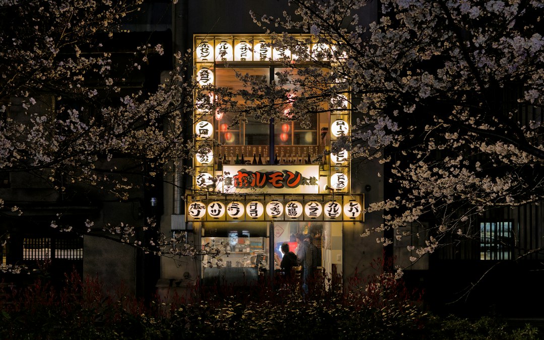 Hanami Under the Cherry Trees of Maruyama Park, Kyoto