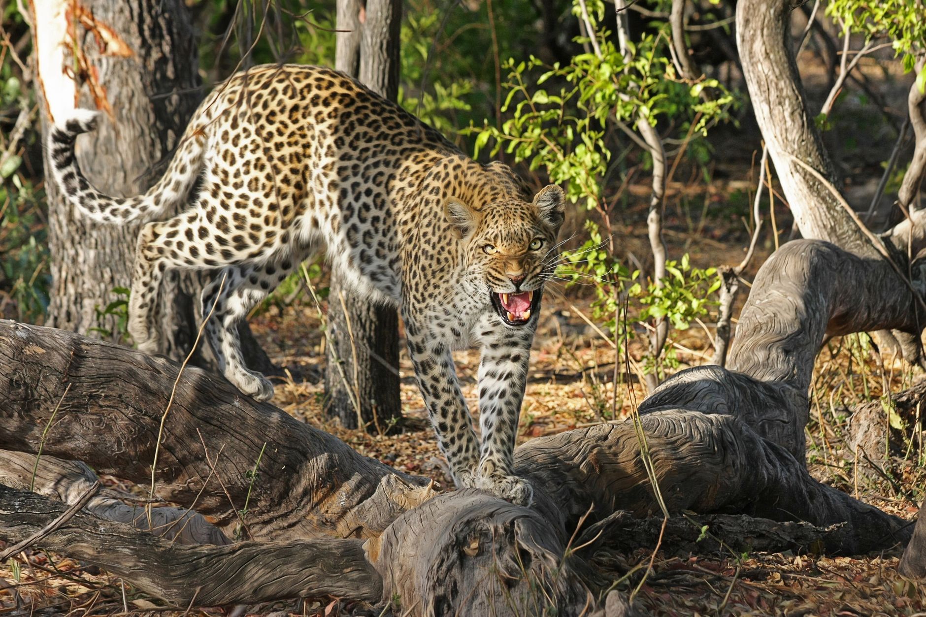 Transfer to Mombo and an Afternoon Among Predators