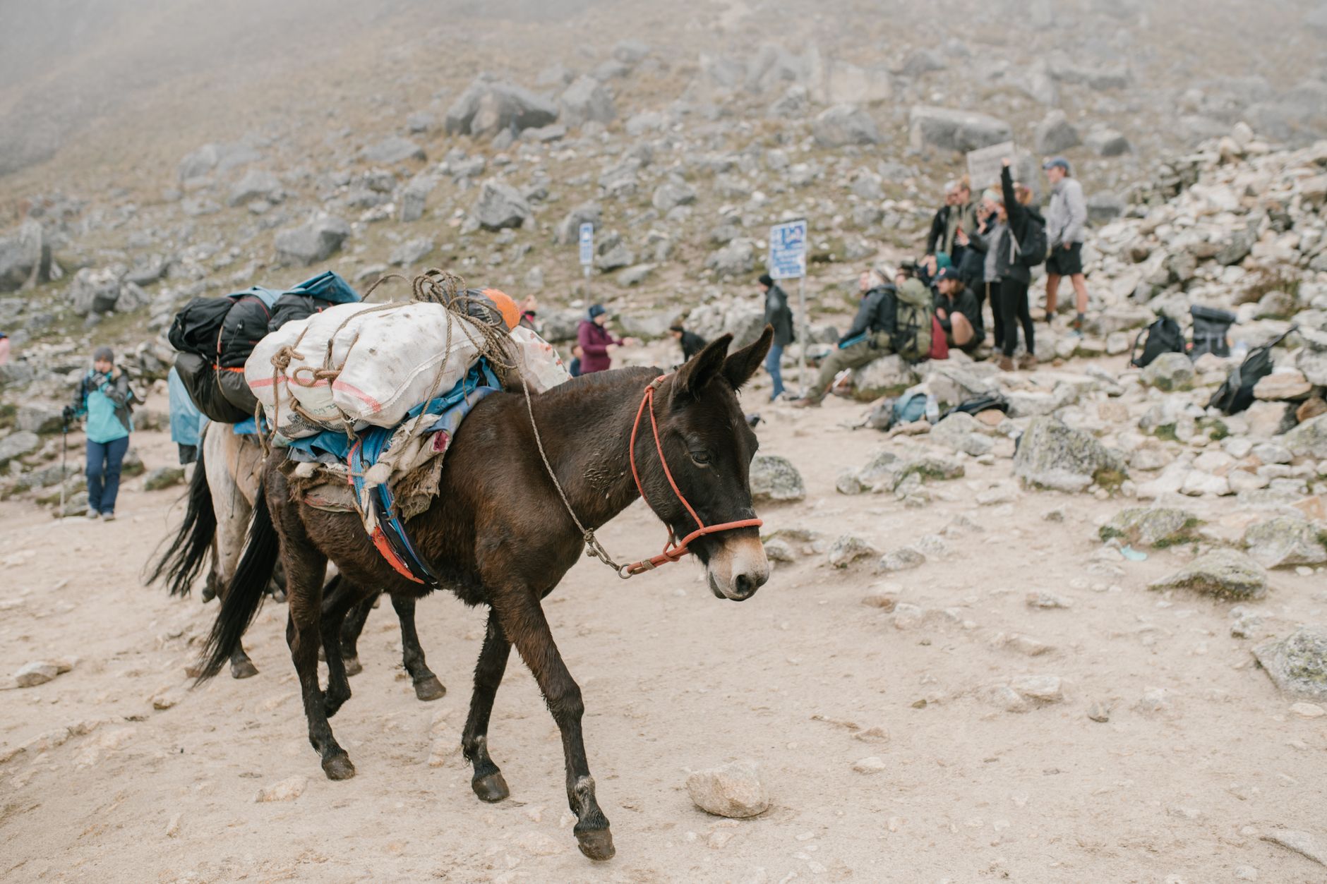 Mule teams from Cachora carry camping gear and supplies for multi-day Choquequirao treks.
