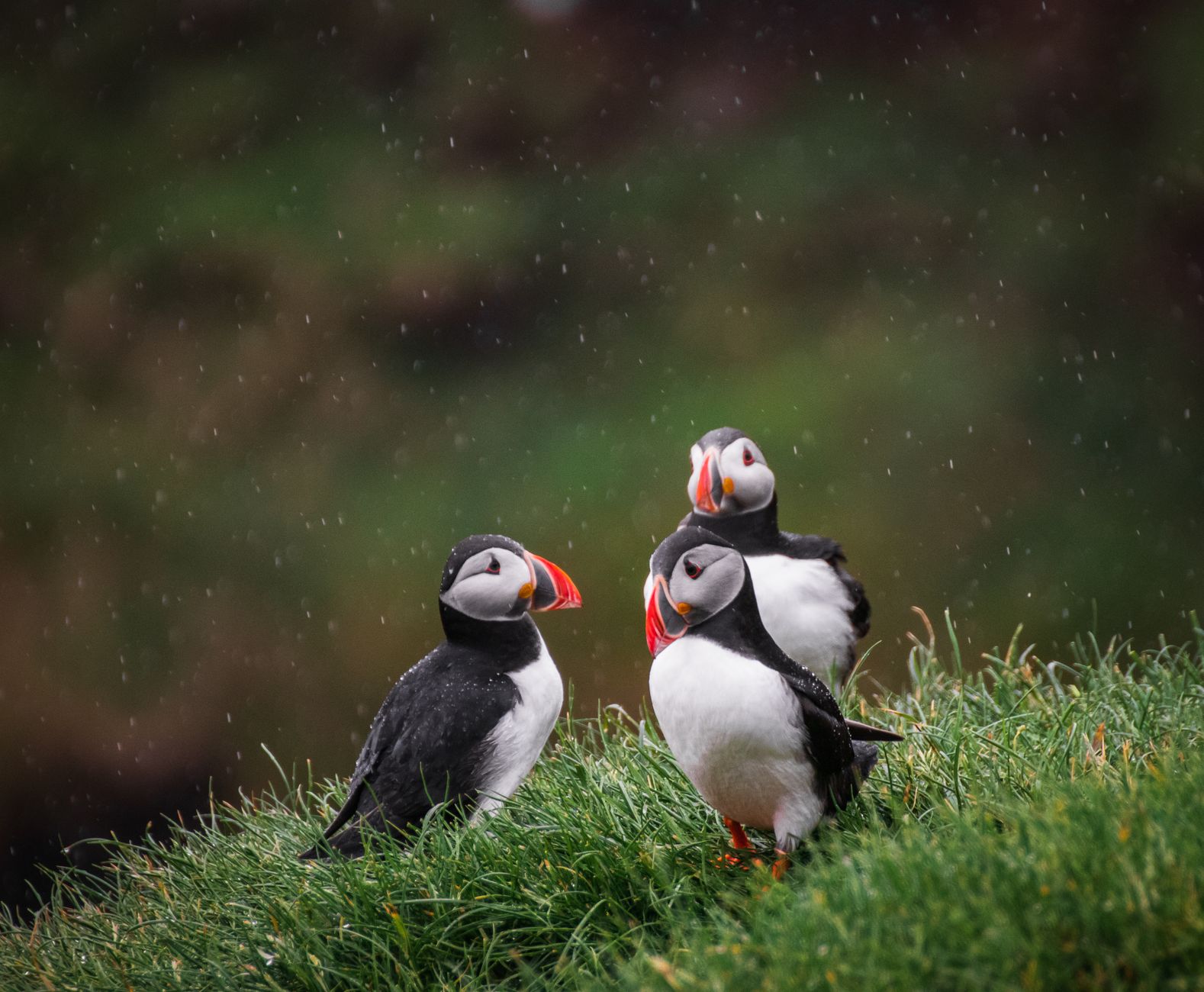 A Weather-Dependent Crossing to Mykines