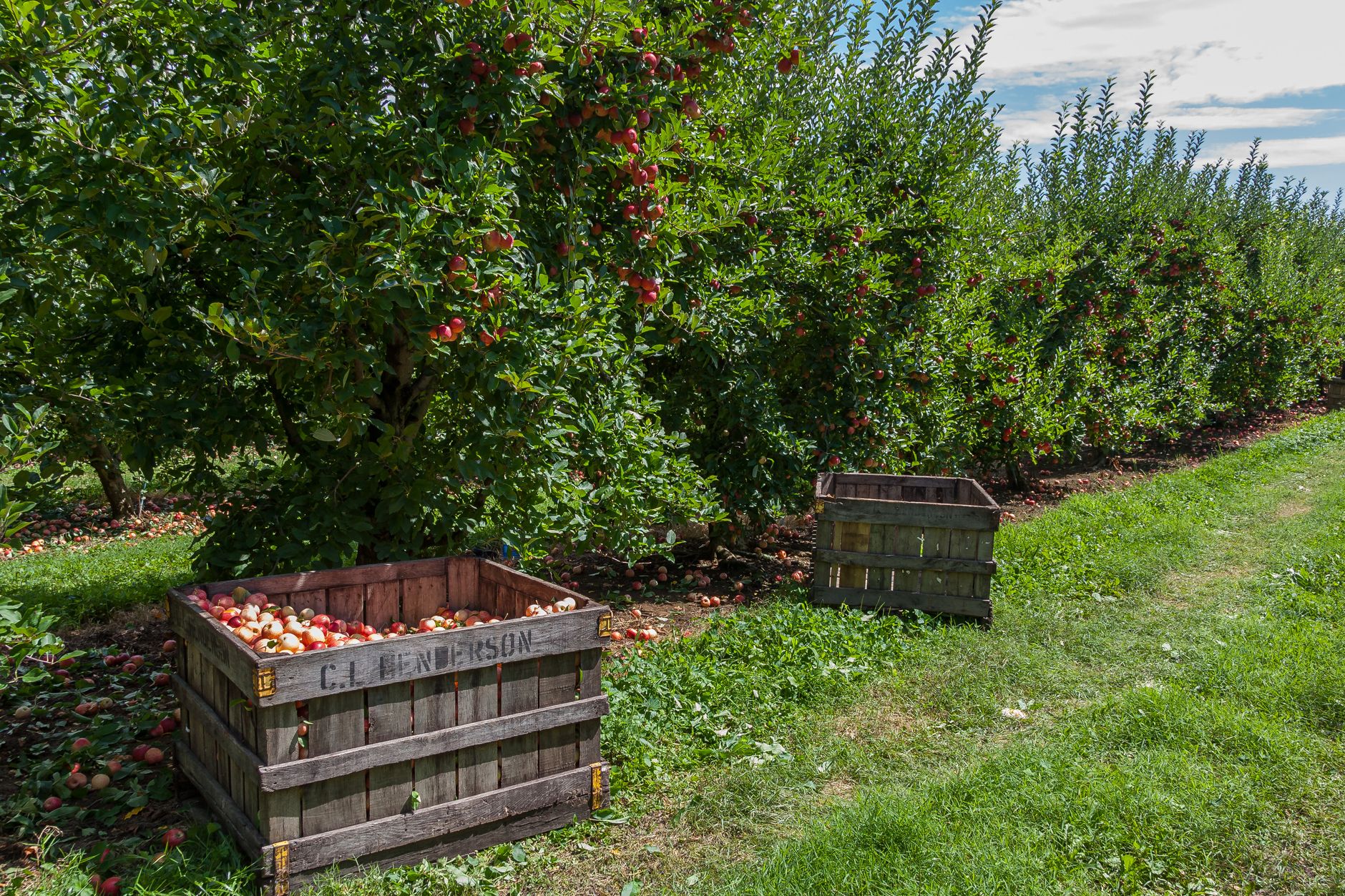 Apple Orchards and Farmstand Stops Along Route 16