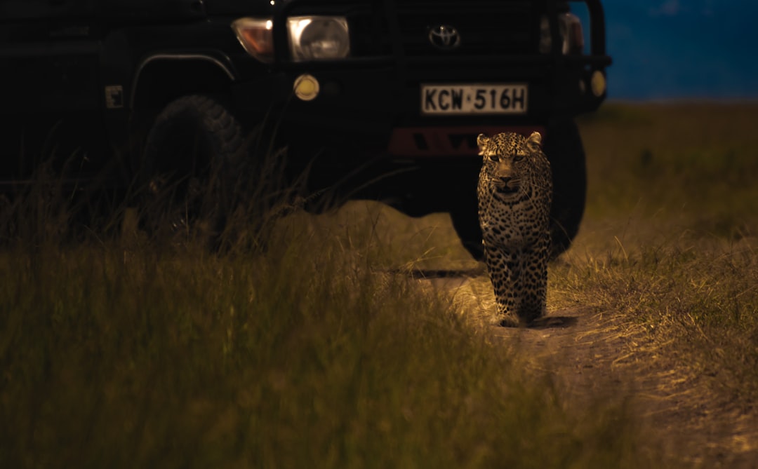 Night Game Drives in Mara North Conservancy