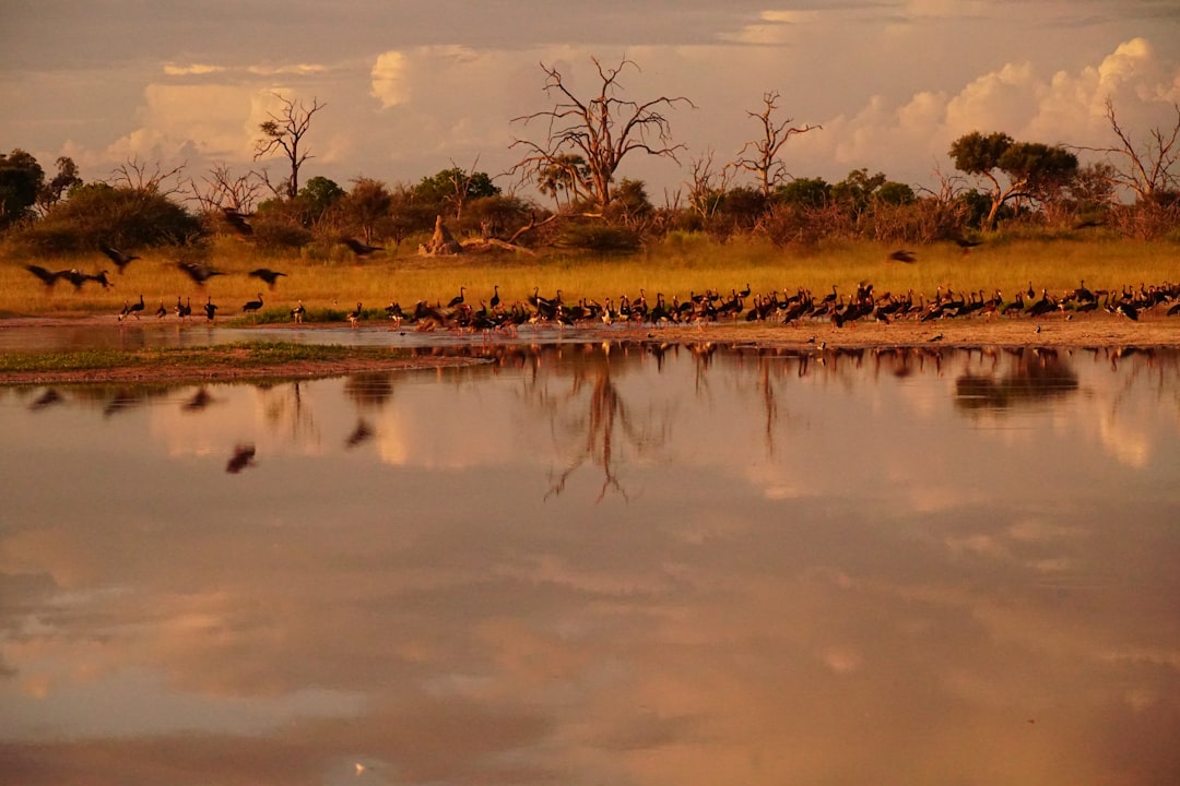North to Vumbura Plains for Night Drives and Woodland Game