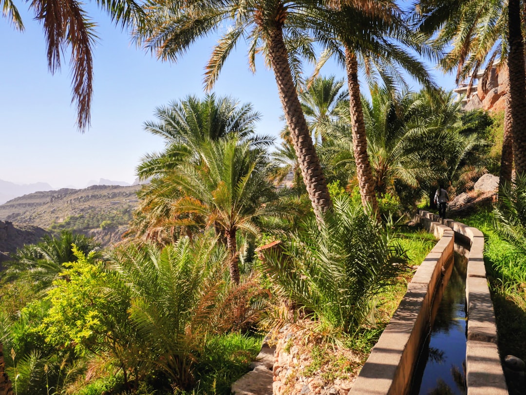 Nizwa Fort's circular 17th-century tower looks out over date palm groves below.
