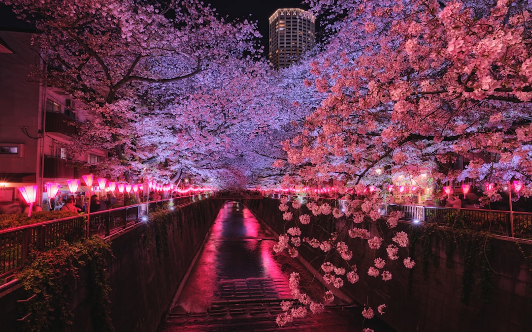 Odori Park cuts through central Sapporo for about 1.5 kilometres, hosting the Lilac Festival in late May after the cherry blossoms fade.