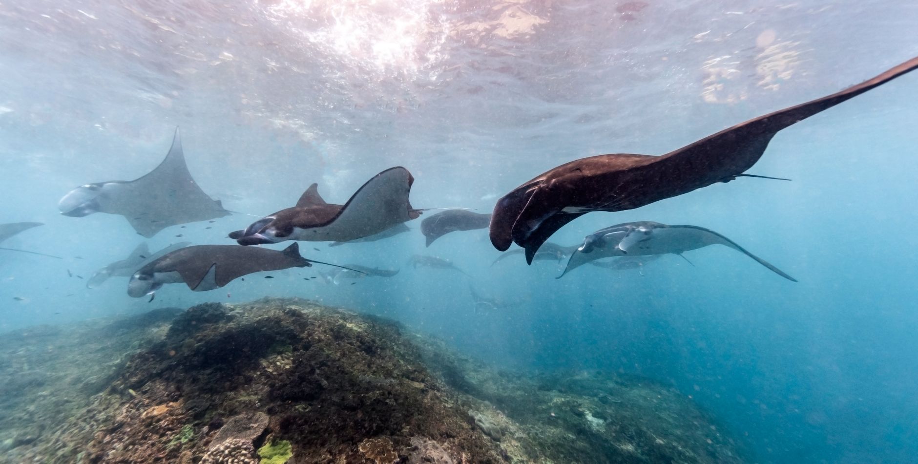 One of three reef manta rays that passed through Hanifaru Bay during an April visit.