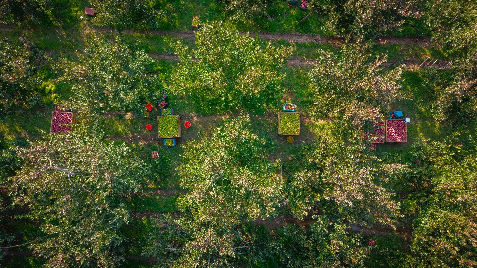 Orchard rows above the St. Lawrence near a Saint-Pierre cidrerie, where the island's apples become ice cider.